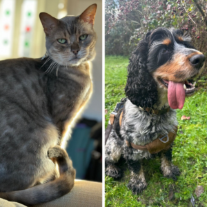 "Inspiring Pet Power split image: A grey cat confidently gazes at the camera on one side, embodying elegance and poise. On the other side, a spaniel rests in serene bliss amidst woodland, eyes closed and tongue out, radiating joy and contentment. Together, they exemplify the diverse charm and charisma of pets."