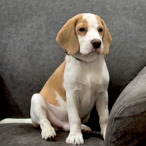 "Introducing Ginger, a vibrant 6-month-old Beagle puppy, radiating Pet Power in every playful moment. His enthusiasm for rope toys and tennis balls is contagious, bringing joy to his owner Jahnavi, a Talent Acquisition Business Partner. Ginger's affectionate nature shines as he cuddles on laps and eagerly awaits playtime, yet his mischievous streak emerges with a persistent bark for rescued toys under the sofa, adding charm to his irresistible personality."