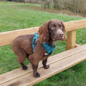 "Embodying Pet Power, a majestic spaniel stands atop a rustic brown bench outdoors, wind tousling its fur as it gazes pensively into the distance, hinting at adventures ahead. The scenic backdrop suggests an invigorating hike on a hill, evoking the spirit of exploration and companionship with nature."