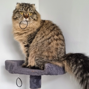 "Exuding Pet Power, a Scottish Ragdoll cat perches on a chair, captivating the viewer with wide-eyed innocence. Caught in a playful moment, the mischievous feline holds a hairband in its mouth, embodying charm and spontaneity. The image radiates the irresistible allure and personality of our beloved pets."