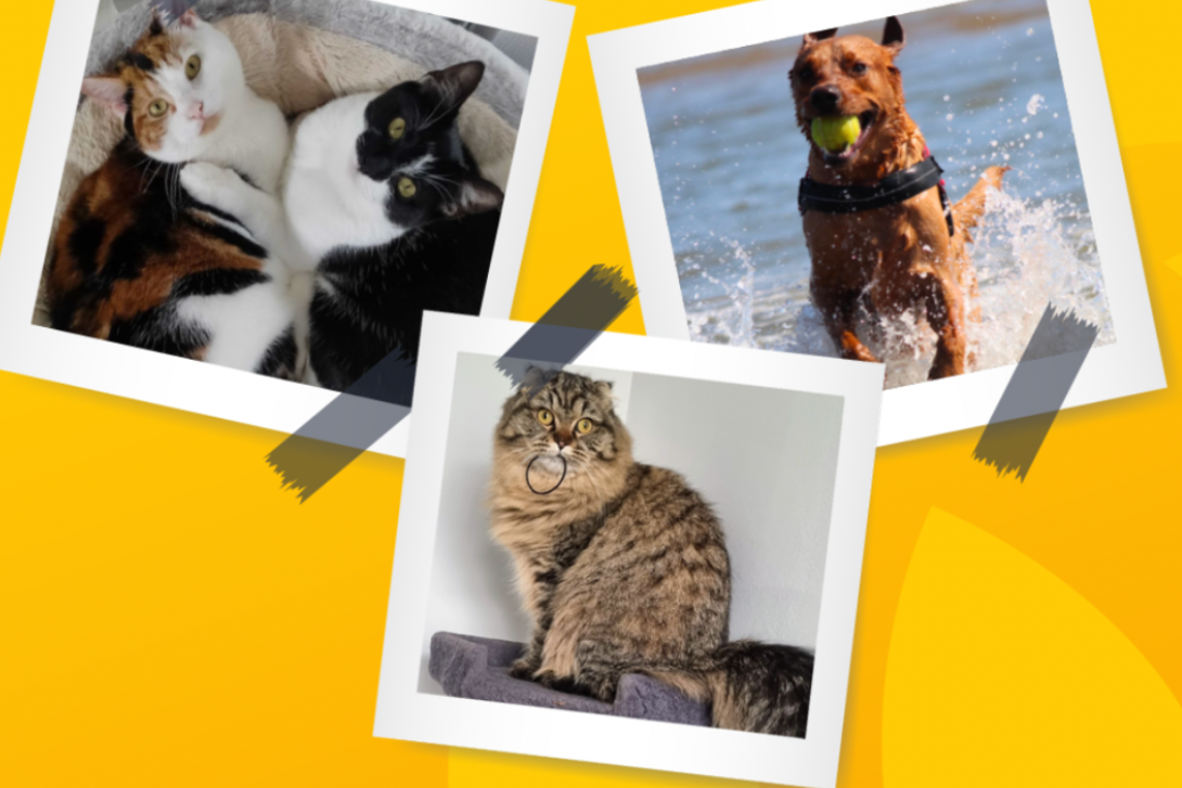 Yellow background with images representing Pet Power. A red fox Labrador splashing through the sea, a Scottish Ragdoll cat holding hairbands in its mouth, and two affectionate cats cuddling and gazing at the camera. Each animal embodies the energy and charm of pets, showcasing their unique personalities.