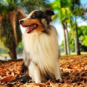 "Meet Sulley, the charismatic 5-year-old Shepherd Sheepdog, embodying Pet Power as a devoted companion. Enthusiastic about melon and banana treats, he exudes playfulness with a love for balls and ropes. Sulley's endearing nature shines as he offers toys when Cecilia coughs or sneezes, showcasing his sweetness and loyalty."